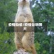 疫情动植/疫情动物图片