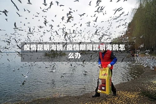 疫情昆明海鸥/疫情期间昆明海鸥怎么办-第2张图片