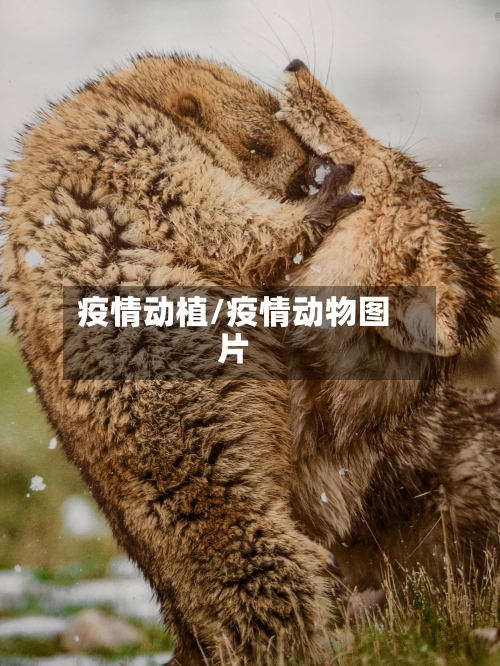 疫情动植/疫情动物图片-第2张图片