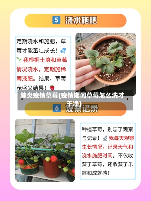 肺炎疫情草莓(疫情期间草莓怎么洗才干净)-第2张图片
