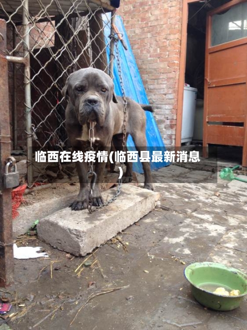 临西在线疫情(临西县最新消息)-第1张图片
