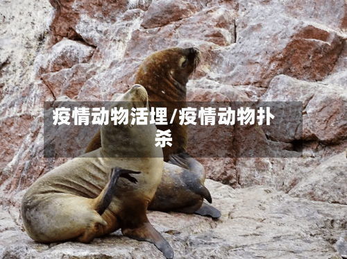 疫情动物活埋/疫情动物扑杀-第3张图片