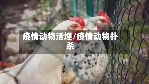 疫情动物活埋/疫情动物扑杀-第1张图片