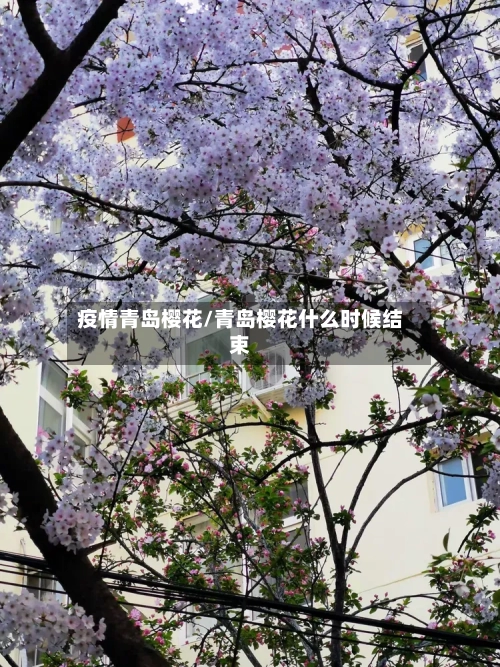 疫情青岛樱花/青岛樱花什么时候结束-第1张图片