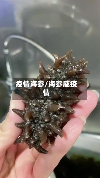 疫情海参/海参威疫情-第1张图片